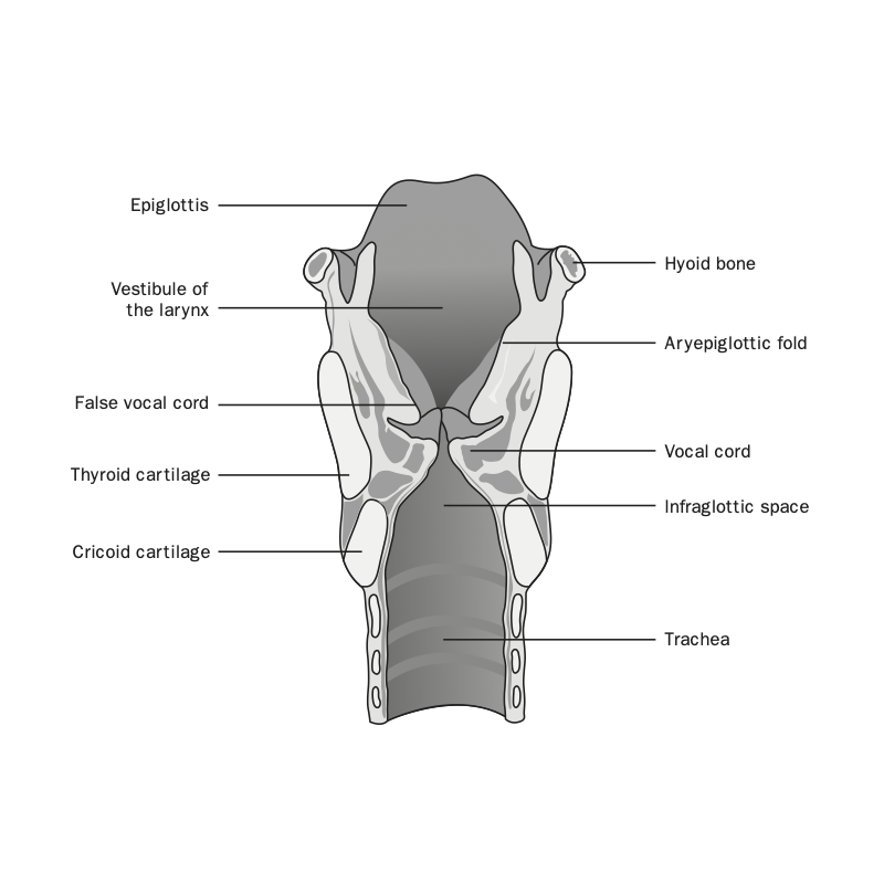 Figure 1-1. Anatomy of Larynx | ©Linda L. Morris and M. Sherif Afifi. All rights reserved.