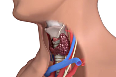 Tracheobronchial Anatomy